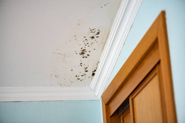 Best Toxic Mold Removal  in Bloomingdale, NJ