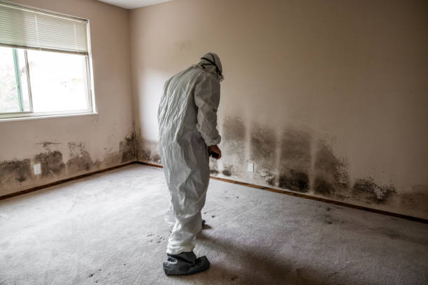 Best Attic Mold Removal  in Bloomingdale, NJ