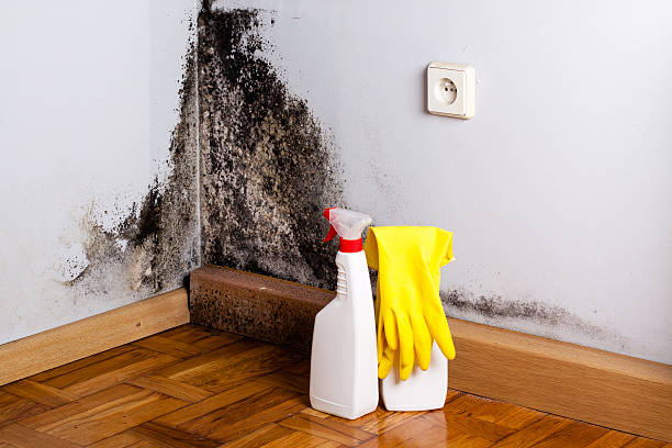Home Mold Removal in Bloomingdale, NJ