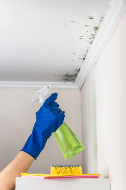 Best Commercial Mold Removal  in Bloomingdale, NJ