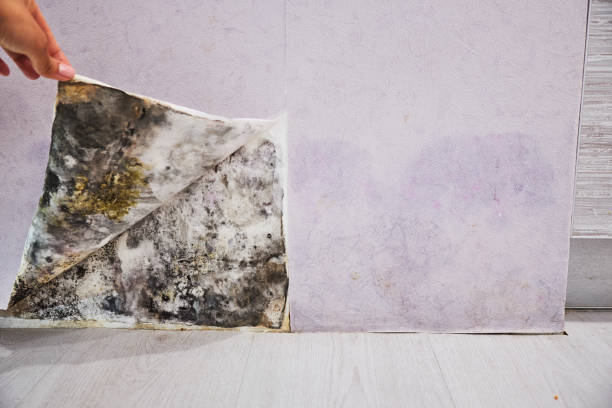 Best Mold Damage Repair  in Bloomingdale, NJ